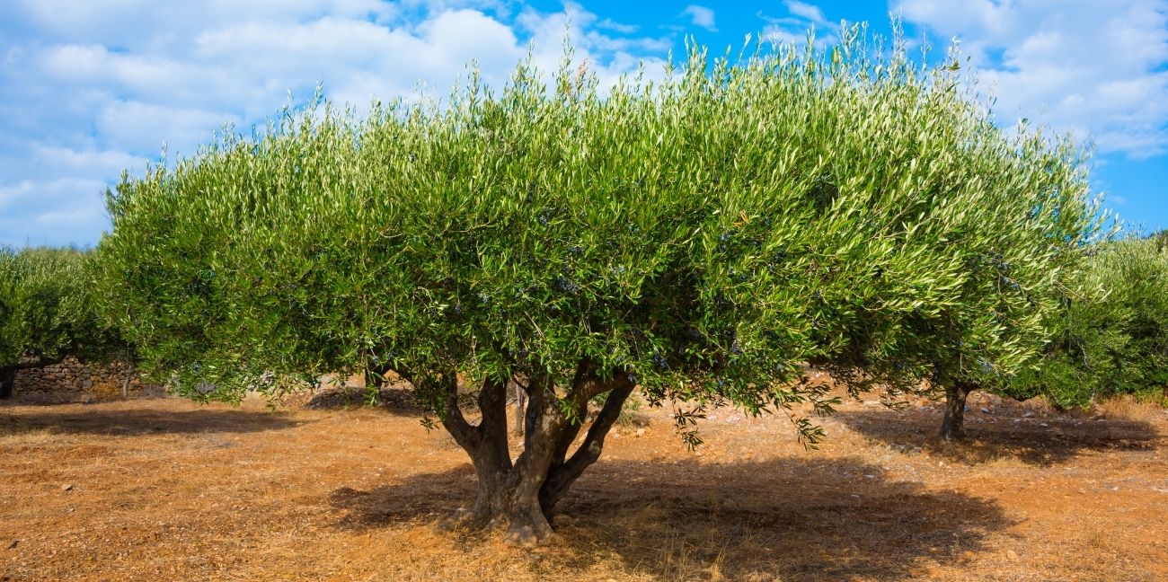 World-Olive-Tree-Day