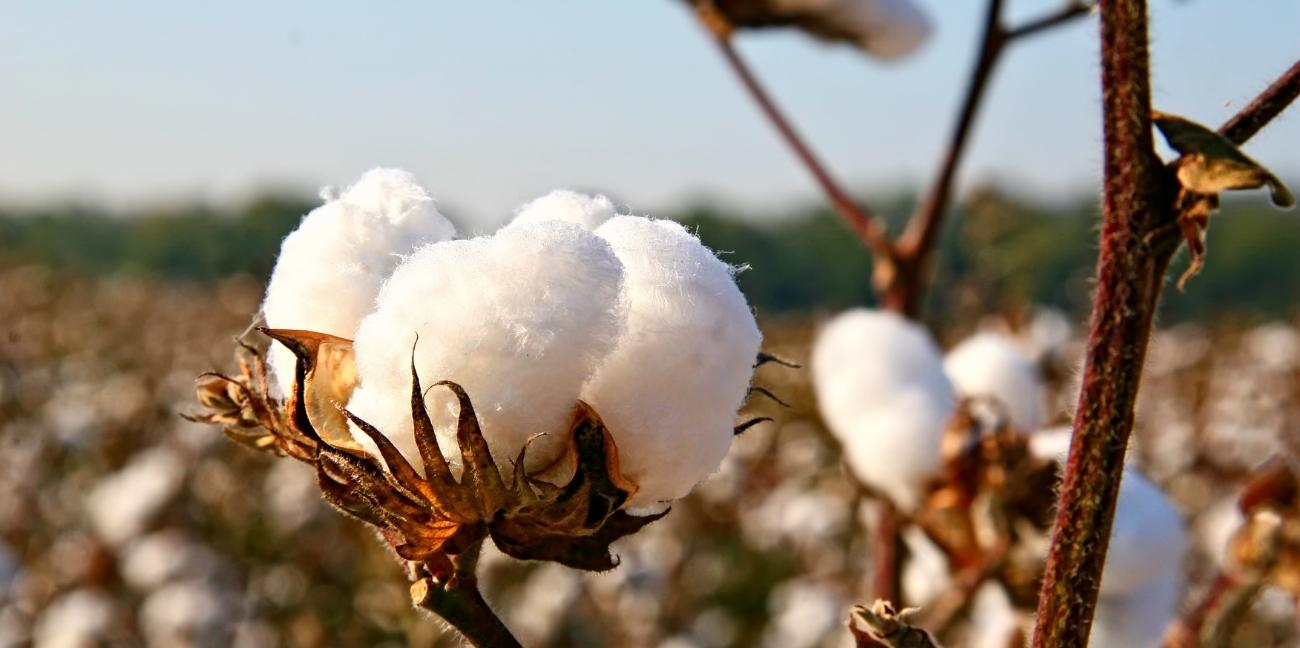 World Cotton Day