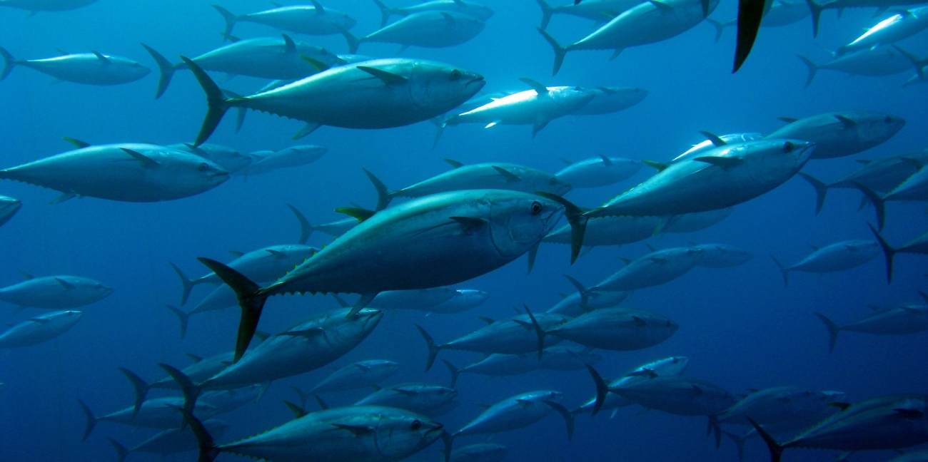 World Tuna Day