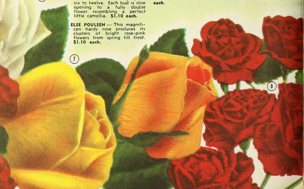 Image from page 31 of 1954 catalog of hardy Ozark Mountain grown nursery stock featuring the Else Poulsen rose. https://www.flickr.com/photos/internetarchivebookimages/16644746736/